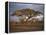 Acacia Tree, Serengeti, Tanzania, East Africa, Africa-Sassoon Sybil-Framed Premier Image Canvas