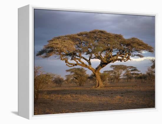 Acacia Tree, Serengeti, Tanzania, East Africa, Africa-Sassoon Sybil-Framed Premier Image Canvas