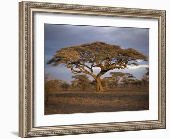 Acacia Tree, Serengeti, Tanzania, East Africa, Africa-Sassoon Sybil-Framed Photographic Print