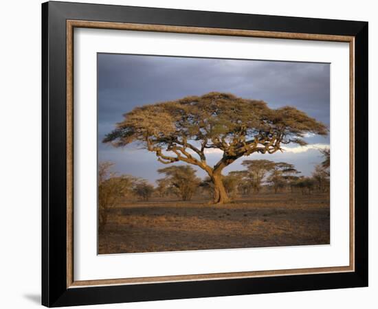 Acacia Tree, Serengeti, Tanzania, East Africa, Africa-Sassoon Sybil-Framed Photographic Print