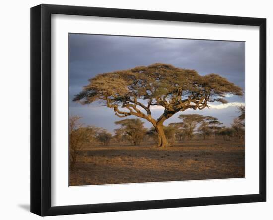 Acacia Tree, Serengeti, Tanzania, East Africa, Africa-Sassoon Sybil-Framed Photographic Print