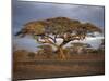 Acacia Tree, Serengeti, Tanzania, East Africa, Africa-Sassoon Sybil-Mounted Photographic Print