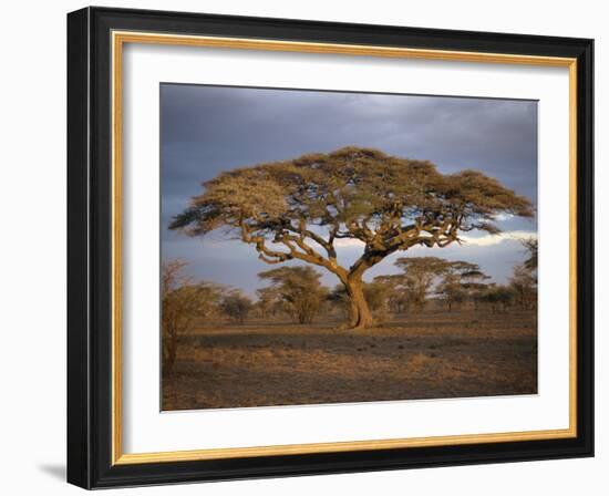 Acacia Tree, Serengeti, Tanzania, East Africa, Africa-Sassoon Sybil-Framed Photographic Print