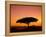 Acacia Tree Silhouetted at Dawn, Masai Mara Game Reserve, Kenya, East Africa, Africa-James Hager-Framed Premier Image Canvas