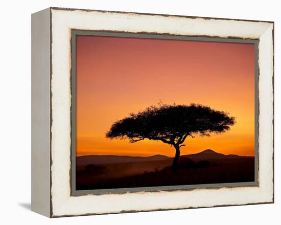 Acacia Tree Silhouetted at Dawn, Masai Mara Game Reserve, Kenya, East Africa, Africa-James Hager-Framed Premier Image Canvas