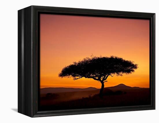 Acacia Tree Silhouetted at Dawn, Masai Mara Game Reserve, Kenya, East Africa, Africa-James Hager-Framed Premier Image Canvas