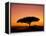 Acacia Tree Silhouetted at Dawn, Masai Mara Game Reserve, Kenya, East Africa, Africa-James Hager-Framed Premier Image Canvas