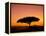 Acacia Tree Silhouetted at Dawn, Masai Mara Game Reserve, Kenya, East Africa, Africa-James Hager-Framed Premier Image Canvas