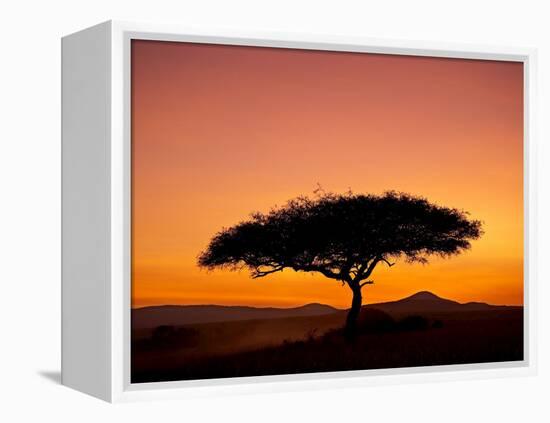 Acacia Tree Silhouetted at Dawn, Masai Mara Game Reserve, Kenya, East Africa, Africa-James Hager-Framed Premier Image Canvas