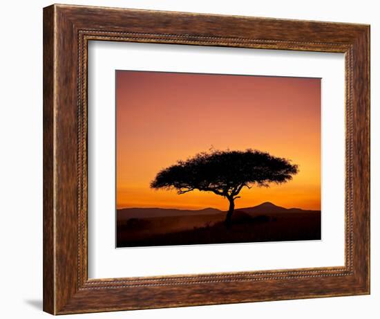 Acacia Tree Silhouetted at Dawn, Masai Mara Game Reserve, Kenya, East Africa, Africa-James Hager-Framed Photographic Print