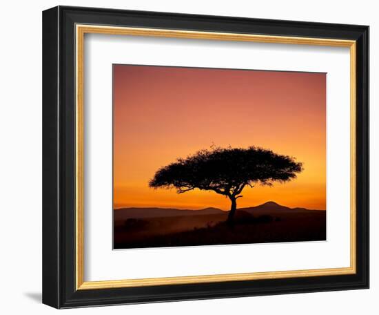 Acacia Tree Silhouetted at Dawn, Masai Mara Game Reserve, Kenya, East Africa, Africa-James Hager-Framed Photographic Print