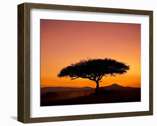 Acacia Tree Silhouetted at Dawn, Masai Mara Game Reserve, Kenya, East Africa, Africa-James Hager-Framed Photographic Print
