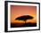 Acacia Tree Silhouetted at Dawn, Masai Mara Game Reserve, Kenya, East Africa, Africa-James Hager-Framed Photographic Print