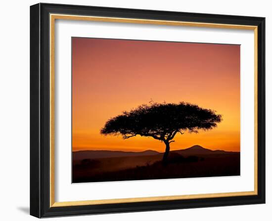 Acacia Tree Silhouetted at Dawn, Masai Mara Game Reserve, Kenya, East Africa, Africa-James Hager-Framed Photographic Print