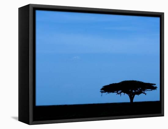 Acacia Tree Silhouetted, Tanzania-Edwin Giesbers-Framed Premier Image Canvas