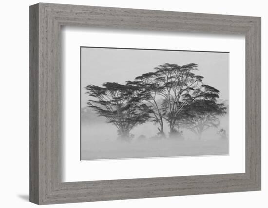 Acacia Trees covered by mist, Lake Nakuru, Kenya-null-Framed Photographic Print