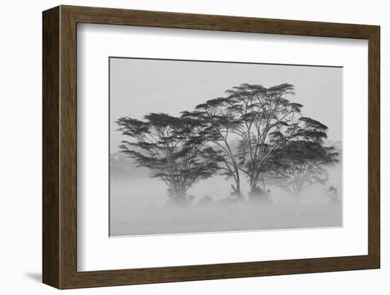 Acacia Trees covered by mist, Lake Nakuru, Kenya-null-Framed Photographic Print