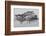 Acacia Trees covered by mist, Lake Nakuru, Kenya-null-Framed Photographic Print