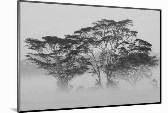 Acacia Trees covered by mist, Lake Nakuru, Kenya-null-Mounted Photographic Print