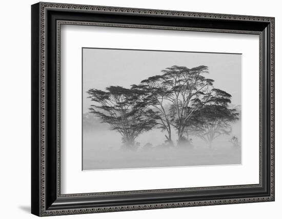 Acacia Trees covered by mist, Lake Nakuru, Kenya-null-Framed Photographic Print