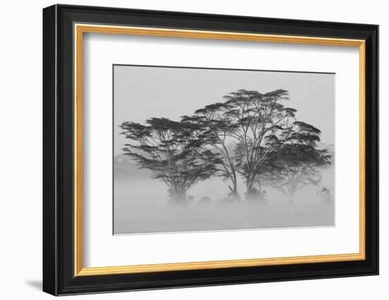 Acacia Trees covered by mist, Lake Nakuru, Kenya-null-Framed Photographic Print