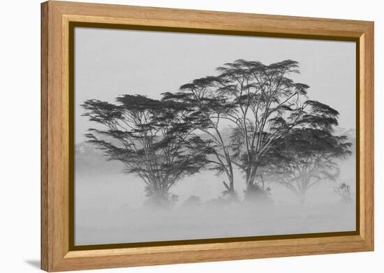 Acacia Trees covered by mist, Lake Nakuru, Kenya-null-Framed Premier Image Canvas