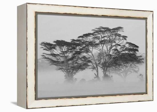 Acacia Trees covered by mist, Lake Nakuru, Kenya-null-Framed Premier Image Canvas