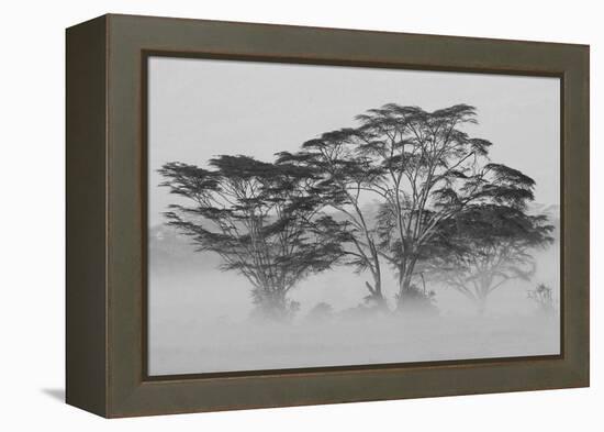 Acacia Trees covered by mist, Lake Nakuru, Kenya-null-Framed Premier Image Canvas