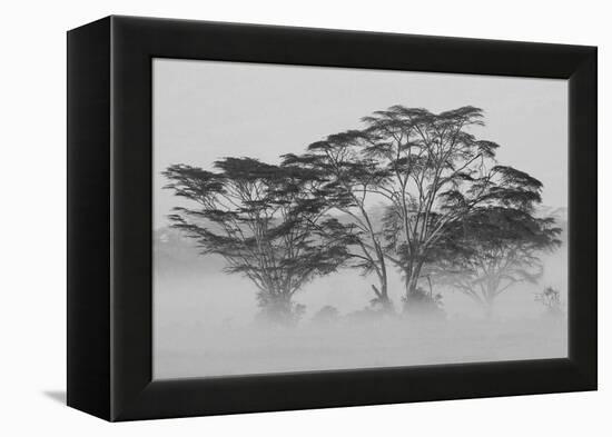 Acacia Trees covered by mist, Lake Nakuru, Kenya-null-Framed Premier Image Canvas