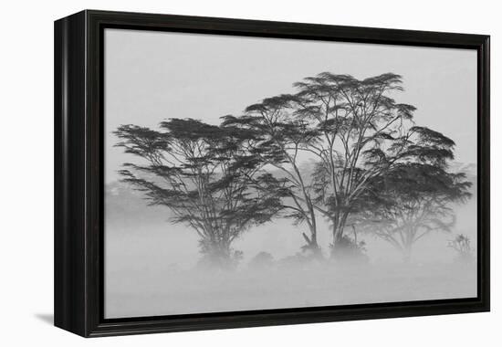 Acacia Trees covered by mist, Lake Nakuru, Kenya-null-Framed Premier Image Canvas