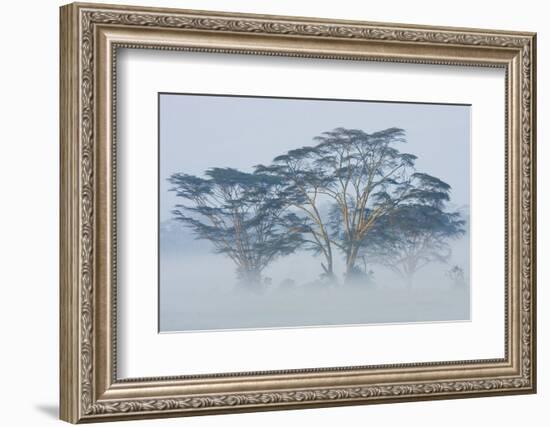 Acacia Trees covered by mist, Lake Nakuru, Kenya-Panoramic Images-Framed Photographic Print