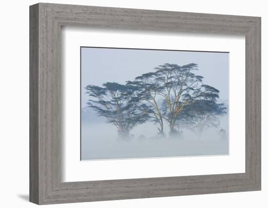 Acacia Trees covered by mist, Lake Nakuru, Kenya-Panoramic Images-Framed Photographic Print