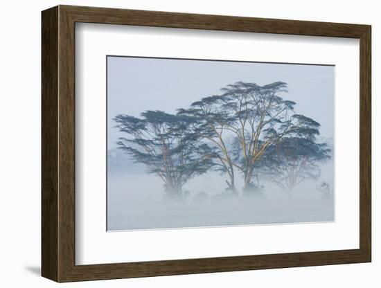 Acacia Trees covered by mist, Lake Nakuru, Kenya-Panoramic Images-Framed Photographic Print