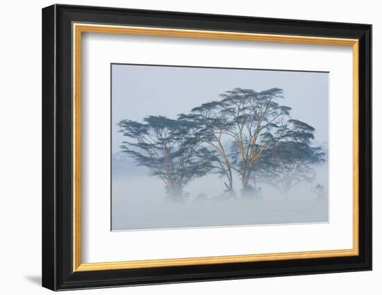 Acacia Trees covered by mist, Lake Nakuru, Kenya-Panoramic Images-Framed Photographic Print