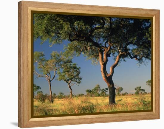 Acacia Trees, Kruger National Park, South Africa-Walter Bibikow-Framed Premier Image Canvas