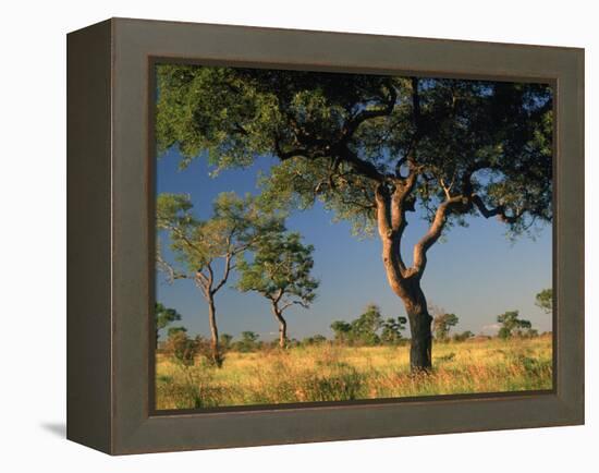 Acacia Trees, Kruger National Park, South Africa-Walter Bibikow-Framed Premier Image Canvas