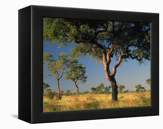 Acacia Trees, Kruger National Park, South Africa-Walter Bibikow-Framed Premier Image Canvas