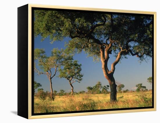 Acacia Trees, Kruger National Park, South Africa-Walter Bibikow-Framed Premier Image Canvas