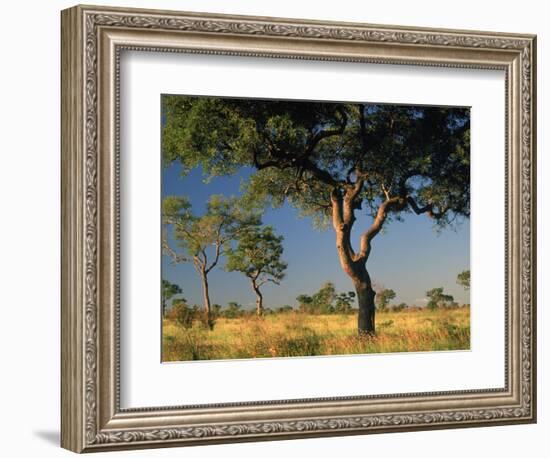 Acacia Trees, Kruger National Park, South Africa-Walter Bibikow-Framed Photographic Print