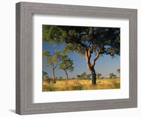 Acacia Trees, Kruger National Park, South Africa-Walter Bibikow-Framed Photographic Print