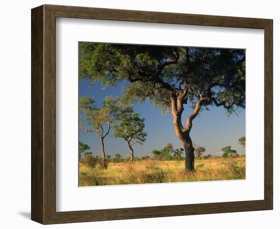 Acacia Trees, Kruger National Park, South Africa-Walter Bibikow-Framed Photographic Print