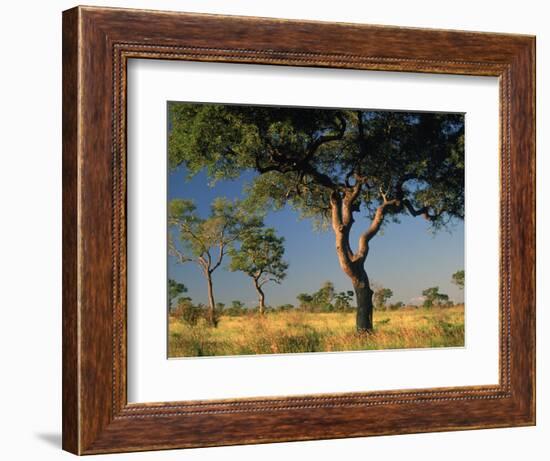 Acacia Trees, Kruger National Park, South Africa-Walter Bibikow-Framed Photographic Print