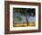 Acacia Trees, Kruger National Park, South Africa-Walter Bibikow-Framed Photographic Print