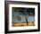 Acacia Trees, Kruger National Park, South Africa-Walter Bibikow-Framed Photographic Print