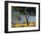 Acacia Trees, Kruger National Park, South Africa-Walter Bibikow-Framed Photographic Print