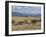 Acacia Trees on High Grasslands in Front of Bale Mountains, Southern Highlands, Ethiopia, Africa-Tony Waltham-Framed Photographic Print