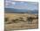 Acacia Trees on High Grasslands in Front of Bale Mountains, Southern Highlands, Ethiopia, Africa-Tony Waltham-Mounted Photographic Print