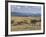 Acacia Trees on High Grasslands in Front of Bale Mountains, Southern Highlands, Ethiopia, Africa-Tony Waltham-Framed Photographic Print