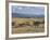 Acacia Trees on High Grasslands in Front of Bale Mountains, Southern Highlands, Ethiopia, Africa-Tony Waltham-Framed Photographic Print