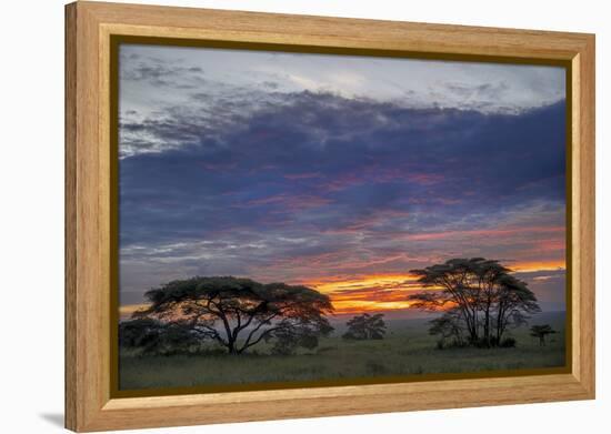 Acacia trees silhouetted at sunset, Serengeti National Park, Tanzania, Africa-Adam Jones-Framed Premier Image Canvas